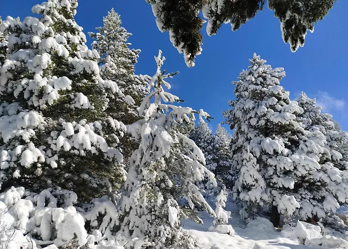 Bois Vieux Cerf 12 Pers Proche Centre Chalet